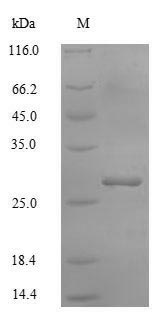 Human ATP4B protein