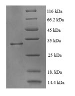 Human ATPAF2 protein