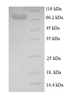 Human BCAS1 protein