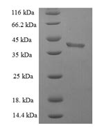 Human BID protein