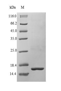 Human BMP3 protein