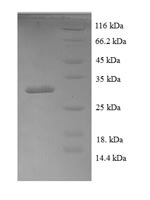 Human BMP4 protein