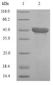 Human CA1 protein