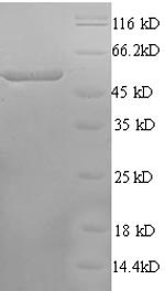 Rat Camk4 protein