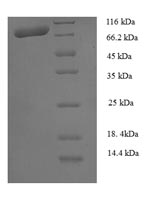Human CAPN1 protein