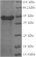 Human CAPNS1 protein