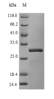 Human CBX7 protein