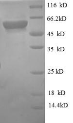 Human CD14 protein