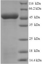 Human CD1D protein