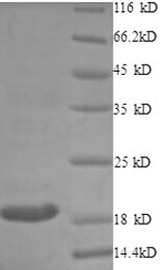 Rabbit CD40LG protein