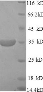Mouse Cd46 protein