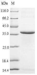 Mouse Cd63 protein