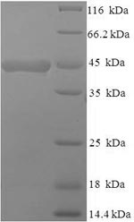 Mouse Cd68 protein