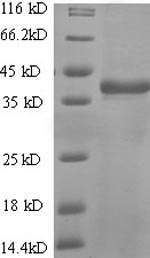 Human CD7 protein
