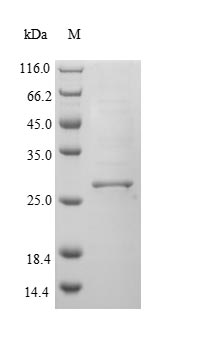 Rat Cd74 protein
