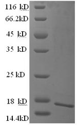 Human CEACAM4 protein