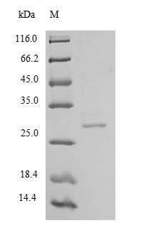 Human CELA2A protein