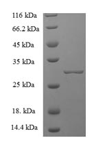 Mouse Mast Cell Chymase protein