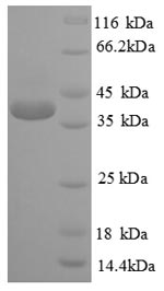 Human CREB1 protein