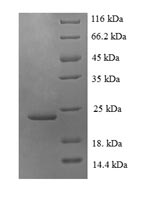 Human CX3CL1 protein