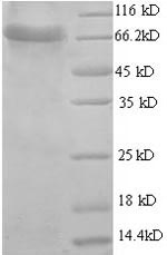 Human DNPEP protein