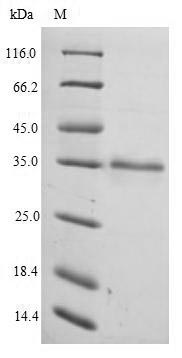 Human EF1D protein