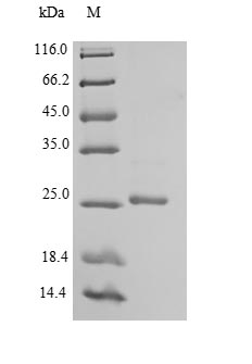 Mouse Efnb3 protein