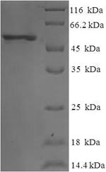 Human EIF3G protein