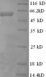 Human EIF4G1 protein
