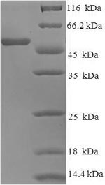 Human Neutrophil Elastase protein