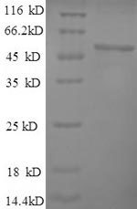 Mouse Eno1 protein