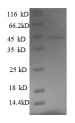Mouse Faim3 protein