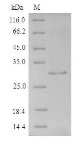 Human FGF1 protein