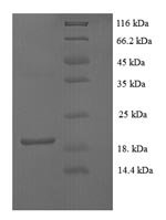 Mouse Fgf1 protein