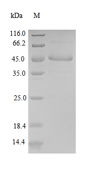 Human FGF10 protein