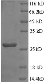 Rat Fgf23 protein
