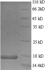 Mouse Fxn protein