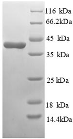 Mouse Gcgr protein