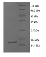 Mouse Gdf5 protein