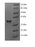 Human GDNF protein