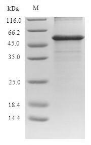 Human GPT protein