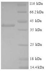 Mouse Gstp1 protein