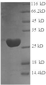 Rat Gstp1 protein