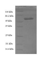 Human GTF2B protein