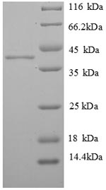 Human H2AFJ protein
