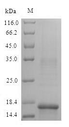 Mouse Hba protein