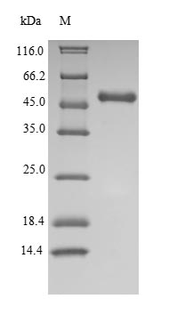 Human IDO protein