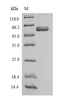 Sheep IL12B protein