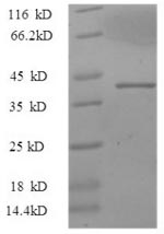 Monkey Il17a protein