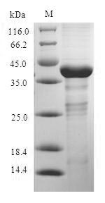 Rabbit Il17a protein